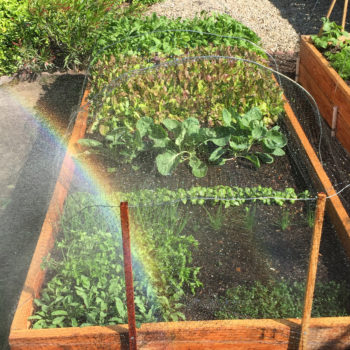 garden-rainbow